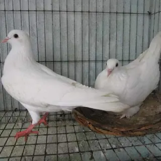 Cung cấp chim bồ câu pháp