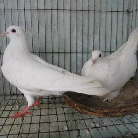 Cung cấp chim bồ câu pháp