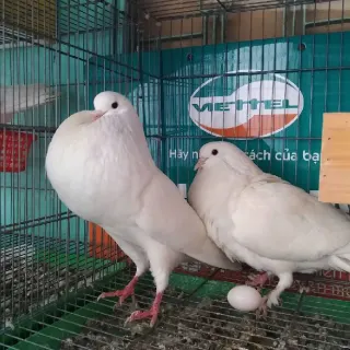Dòng chim bồ câu Pháp Titan và  Mimas