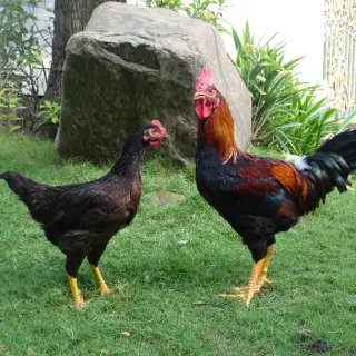 Gà chọi lai Minh Dư MD1