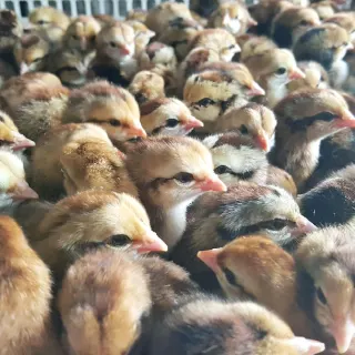 Cung cấp gà ta chọn lọc Minh Dư