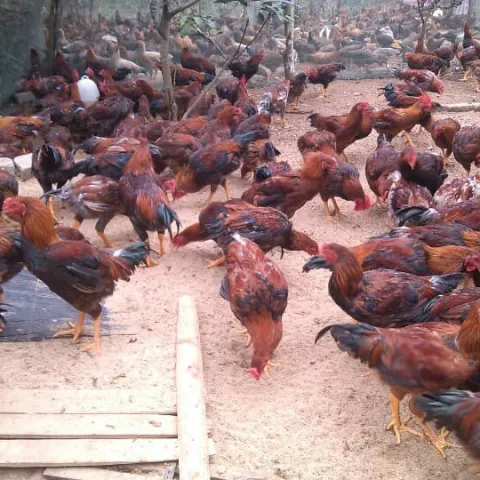 Cung cấp giống gà lai chọi tía 