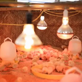 Cách nuôi gà con tại nhà đơn giản mà hiệu quả