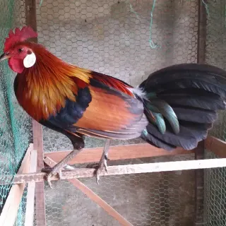 Làm thế nào để có cách nhận biết gà rừng thuần chủng