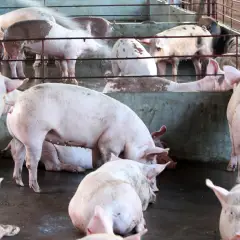 Kỹ thuật nuôi lợn thịt siêu nạc cơ bản nhất đạt hiệu quả cao