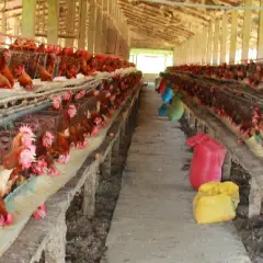 Mô hìnhnNuôi gà công nghiệp đẻ trứng như thế nào cho hiệu quả 