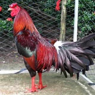 Thức ăn cho gà đá cựa sắt
