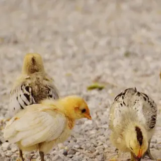 Quy trình phòng bệnh cho gà để phòng chống viêm đường hô hấp.