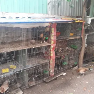 Hướng dẫn làm chuồng gà tre đơn giản mà hiệu quả