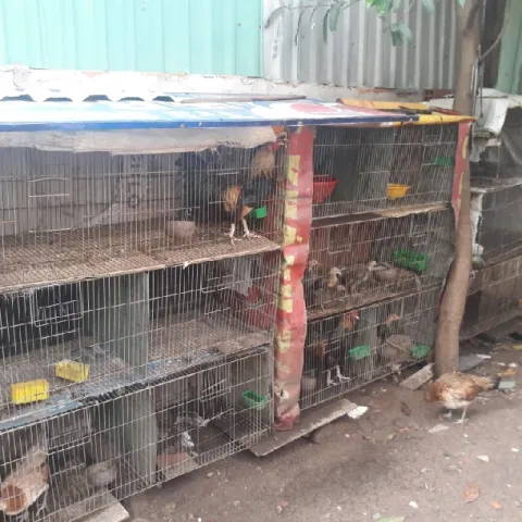 Hướng dẫn làm chuồng gà tre đơn giản mà hiệu quả