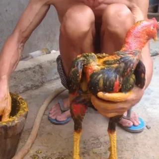 Hướng dẫn vào nghệ cho gà chọi