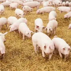 Kỹ thuật chăm sóc heo con