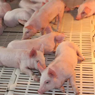 Kỹ thuật chăm sóc lợn con giai đoạn cai sữa đúng cách nhất