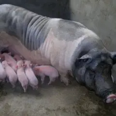 Khắc phục tình trạng heo nái bỏ ăn không sốt