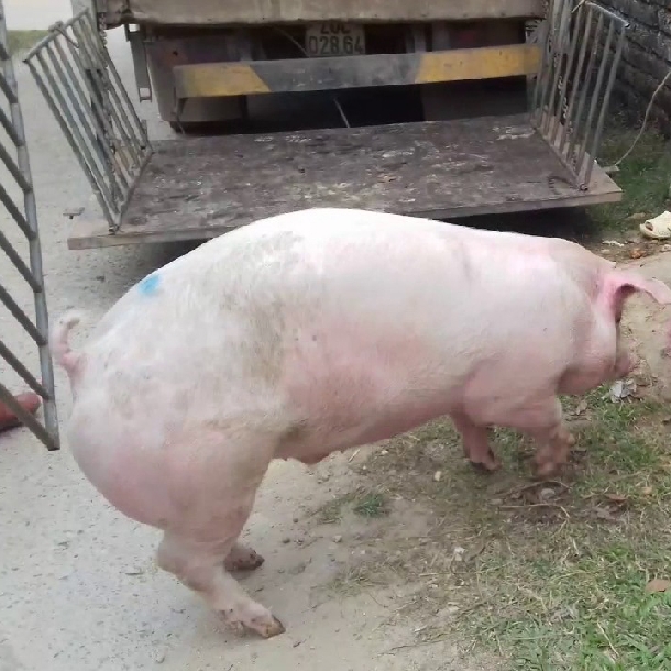 Hướng dẫn kỹ thuật chăn nuôi lợn thịt siêu nạc cơ bản  Niên Giám Nông  Nghiệp