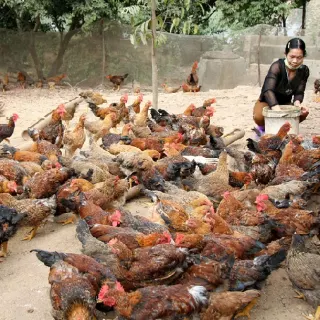 Giải pháp tối ưu để vận nuôi luôn khỏe