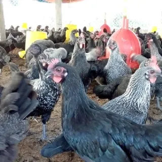 Kỹ thuật phòng bệnh và chăm sóc gà đẻ