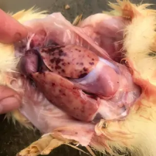 Điều trị đàn vịt bị viêm gan ghép E.coli
