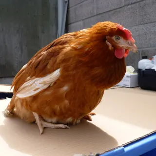 Điều trị gà bị hen IB ?