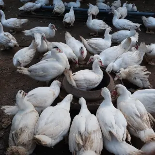 Ngan, vịt bị rụng lông