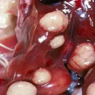 Biểu hiện và phương pháp phòng và điều trị bệnh Marek ở gà