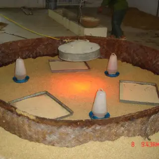 Những lưu ý trước khi vào gà con