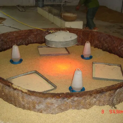 Những lưu ý trước khi vào gà con