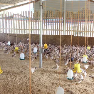 Mô hình Hợp tác xã - Giải pháp nâng cao giá trị và hiệu quả chăn nuôi