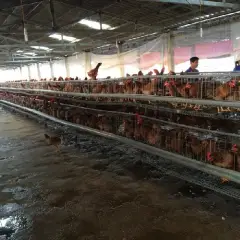 Tại sao gà đẻ nuôi nhốt trong lồng thường mệt mỏi, còi xương?