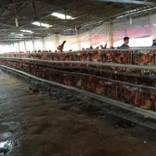 Tại sao gà đẻ nuôi nhốt trong lồng thường mệt mỏi, còi xương?