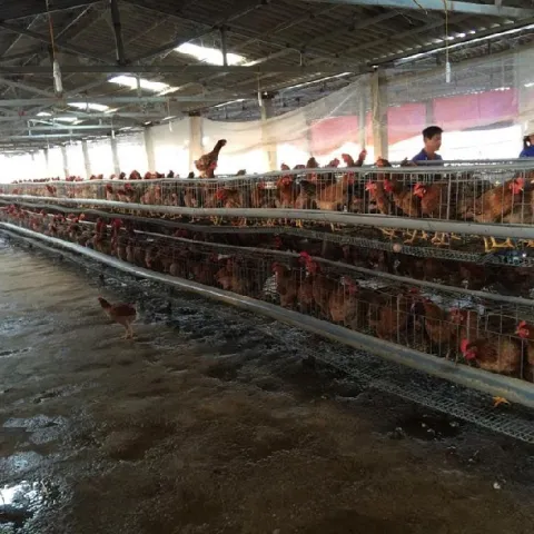 Tại sao gà đẻ nuôi nhốt trong lồng thường mệt mỏi, còi xương?