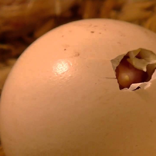 Mầm bệnh xâm nhập vào quả trứng khi ấp như thế nào?