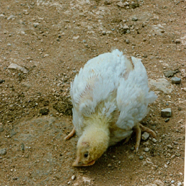 Bệnh Leucosis trên gà
