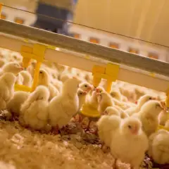 Sự quan trọng của vận tốc gió trong chăn nuôi gà thịt công nghiệp