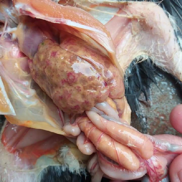 Bệnh đầu đen (Bệnh Histomonas) trên gà
