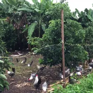 Hạch toán hiệu quả kinh kinh tế và chi phí trong chăn nuôi gà thả vườn