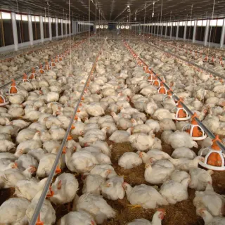 Hạch toán kinh tế chăn nuôi gà thịt công nghiệp trại 10.000 con