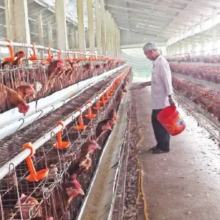 Dinh dưỡng khoáng trong chăn nuôi gia cầm