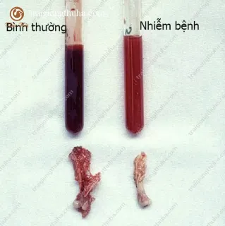 Biểu hiện của bệnh thiếu máu trên gà