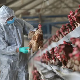 Virus CAV và tác động kinh tế do nó gây ra