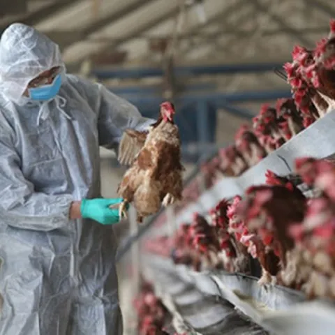 Virus CAV và tác động kinh tế do nó gây ra