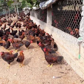 Mô hình và kỹ thuật chăn nuôi gà ta lai nòi