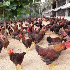 Cung cấp gà ta lai nòi giống