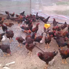 Gà ta lai chọi