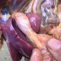 Phương pháp giúp làm giảm tỷ lệ bệnh viêm ruột hoại tử trên gà thịt