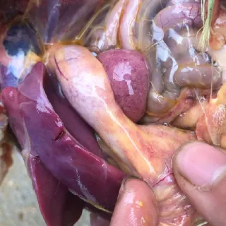 Phương pháp giúp làm giảm tỷ lệ bệnh viêm ruột hoại tử trên gà thịt