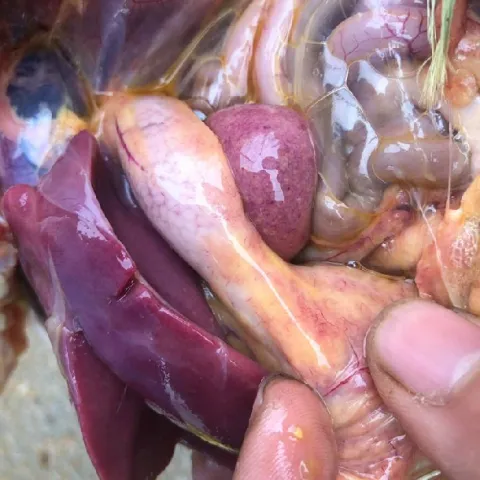 Phương pháp giúp làm giảm tỷ lệ bệnh viêm ruột hoại tử trên gà thịt