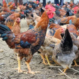 Đặc sản gà đồi Yên Thế