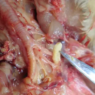 Bệnh Ornithobacterium (ORT) trên gia cầm