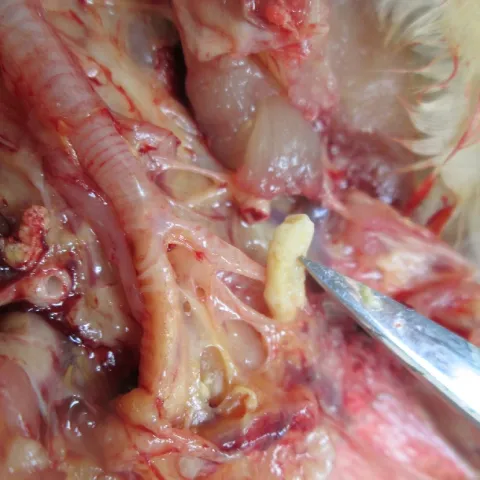 Bệnh Ornithobacterium (ORT) trên gia cầm
